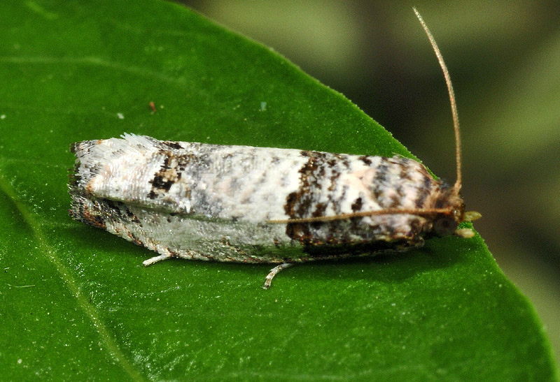 15 Tortricidae - Notocelia incarnatana